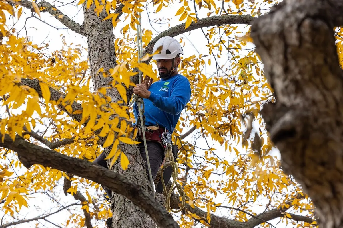 Skilled Emergency Tree Service crew working in Lamont