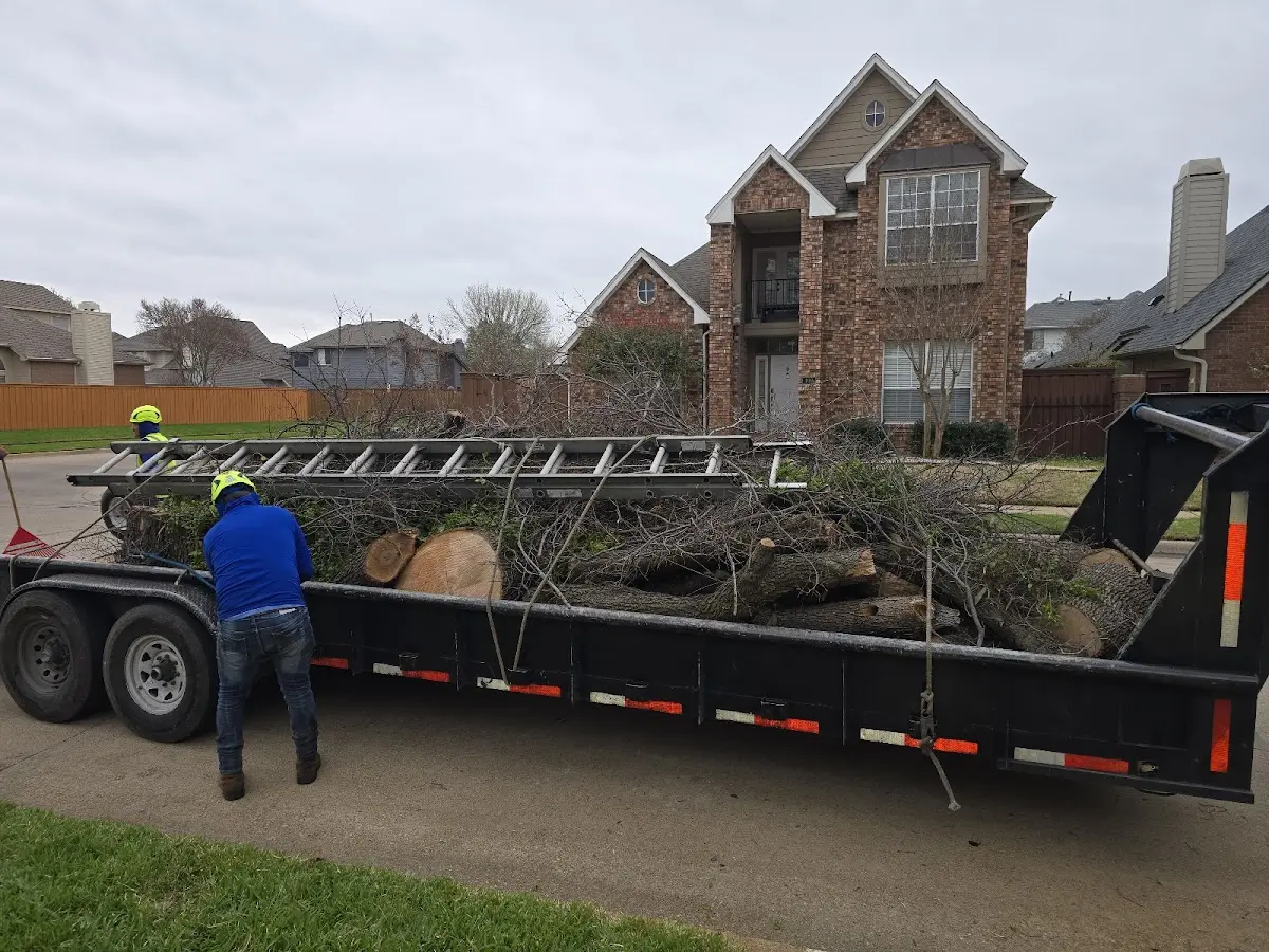 Expert Tree Removal with proper safety equipment in Lamont